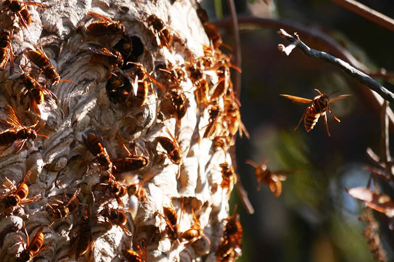 スズメバチ